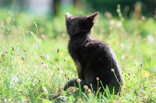 Schattige Kleine Kitten Zit Het Gras Zomer — Stockfoto