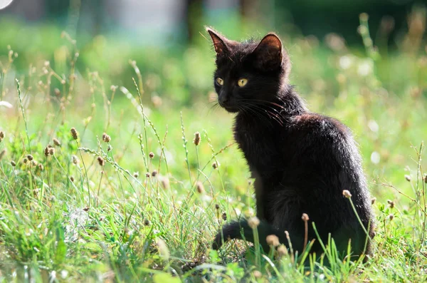 Portret Cute Little Kitten Siedzi Trawie Lecie — Zdjęcie stockowe