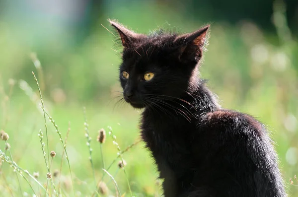 Portret Cute Little Kitten Siedzi Trawie Lecie — Zdjęcie stockowe