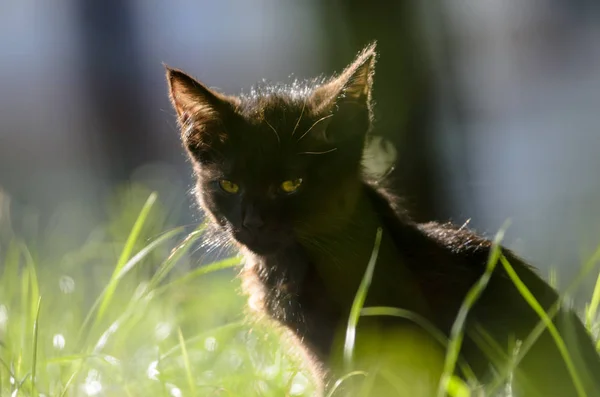 Portret Van Een Zwart Kitten Zomer — Stockfoto