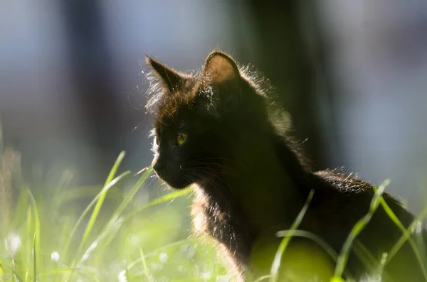 Портрет Черного Котенка Летом — стоковое фото