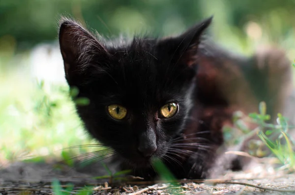 Portrait Black Kitten Summer — Stock Photo, Image
