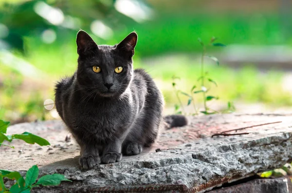 石の上の灰色の猫の肖像 — ストック写真