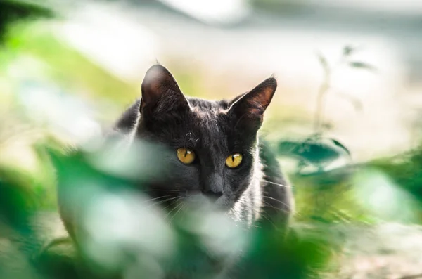 Portrait Gray Cat Stone — Stock Photo, Image