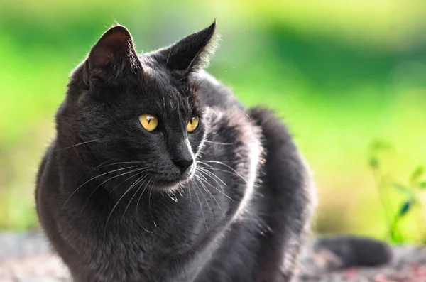 Taş Üzerinde Gri Bir Kedi Portresi — Stok fotoğraf