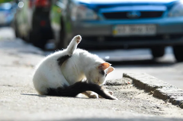 Λευκή Γάτα Του Δρόμου Στη Μέση Του Δρόμου — Φωτογραφία Αρχείου