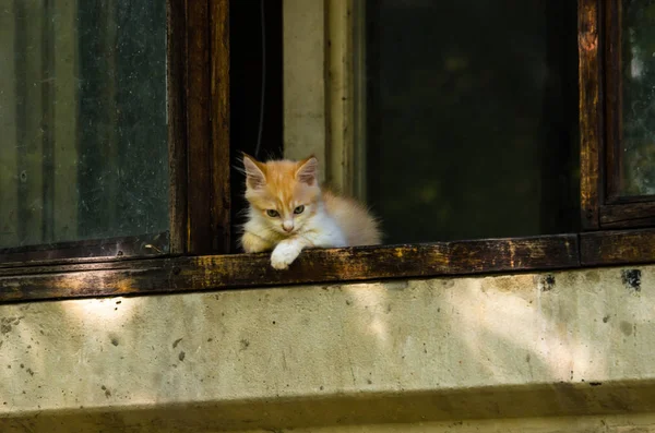 バルコニーの小さなふわふわ子猫 — ストック写真