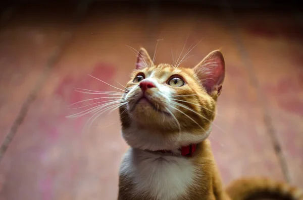 Portrait Domestic Kitten Collar — Stock Photo, Image