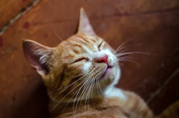 Gatinho Gengibre Postura Chão — Fotografia de Stock