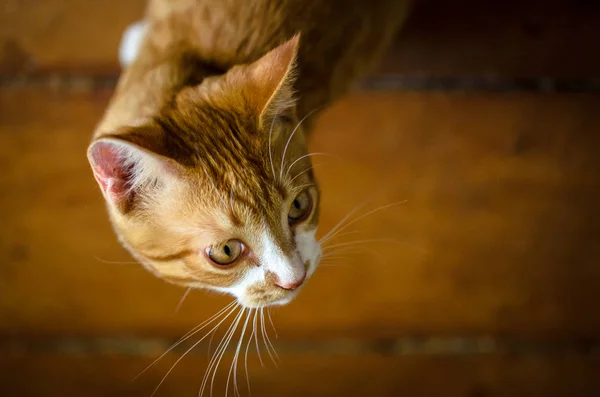 Homemade red kitten looks up