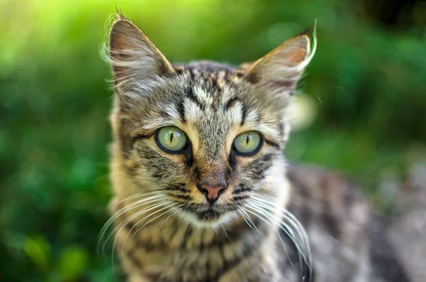 Εκπληκτική Γάτα Του Χωριού Ένα Πράσινο Καλοκαιρινό Φόντο Πράσινα Μάτια — Φωτογραφία Αρχείου