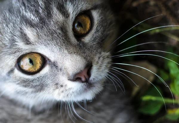 Close Gray Kitten Yellow Eyes — Stock Photo, Image