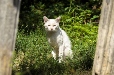 Köyde yaşlı beyaz kedi