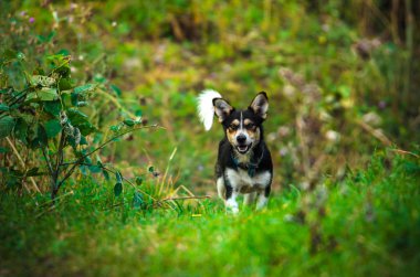 Köpek köyde yol boyunca koşar