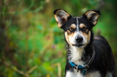 Yeşil bir arka plan üzerinde kabarık bir köy kat köpek Portresi