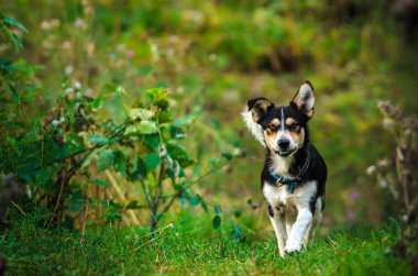 Köpek köyde yol boyunca koşar