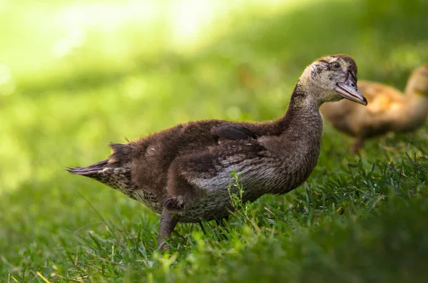 Duck Summer Grass Profile — Stock Photo, Image