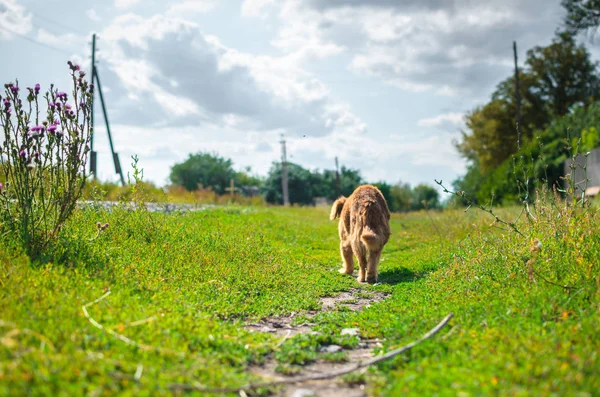 Цуценя Лопатевого Вуха Гуляє Дорозі Селі — стокове фото