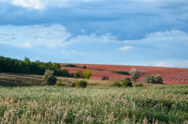 Ufukta kırmızı karabuğday tepeleri
