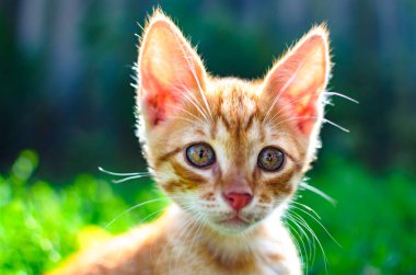 Güneşe karşı kırmızı küçük kedi yavrusu