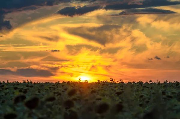 Bright sunset sky on the horizon with sunflowers