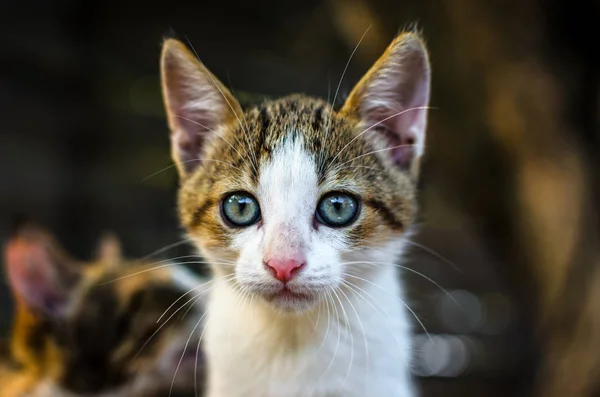 惊讶的小猫在村里 — 图库照片