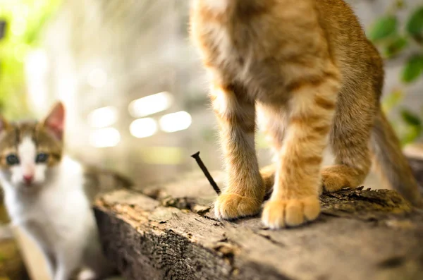 一只红小猫在一块木头上的爪子 — 图库照片