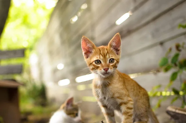 Little red kitten on a wooden block in summer colors