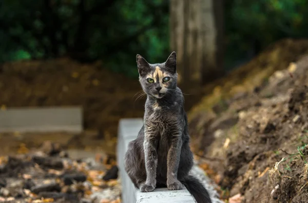 Eine Streunende Katze Steht Auf Dem Bordstein — Stockfoto