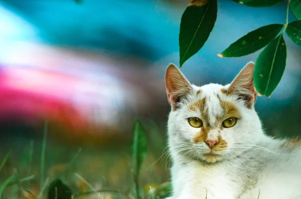 Katze Laub Vor Dem Hintergrund Eines Autowracks — Stockfoto