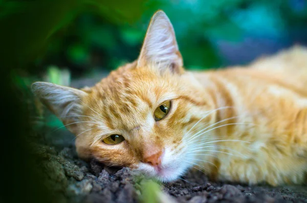 悲伤的姜猫躺在灌木丛中 — 图库照片