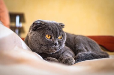 İskoç kat evde yatakta yatıyor