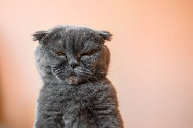 Şeftali arka plan üzerinde İskoç kat