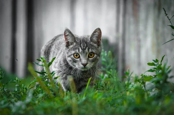 Crouching Gray Tabby Kitten Yard Grass — Stock Photo, Image