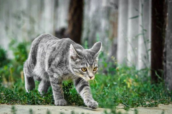 Agacharse Gris Tabby Gatito Patio Hierba —  Fotos de Stock