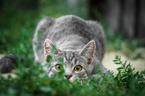 Crouching Chaton Tabby Gris Dans Cour Dans Herbe — Photo