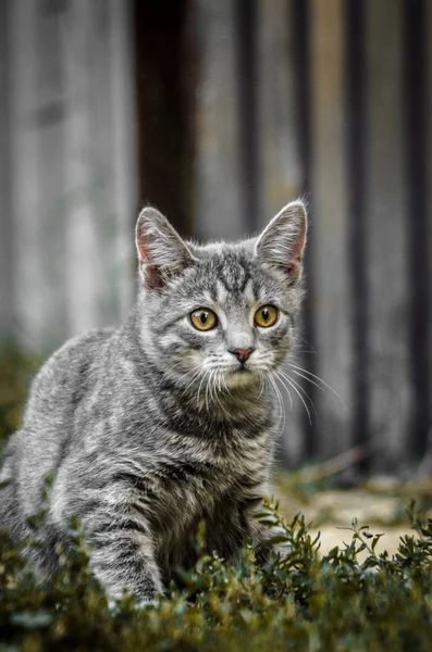 一个惊讶的灰色标签小猫在克制的颜色的肖像 — 图库照片