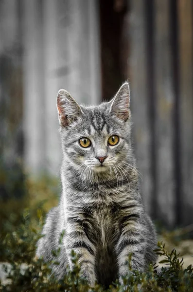 拘束された色で驚いた灰色のタブビー子猫の肖像画 — ストック写真