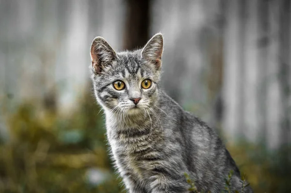 一个惊讶的灰色标签小猫在克制的颜色的肖像 — 图库照片