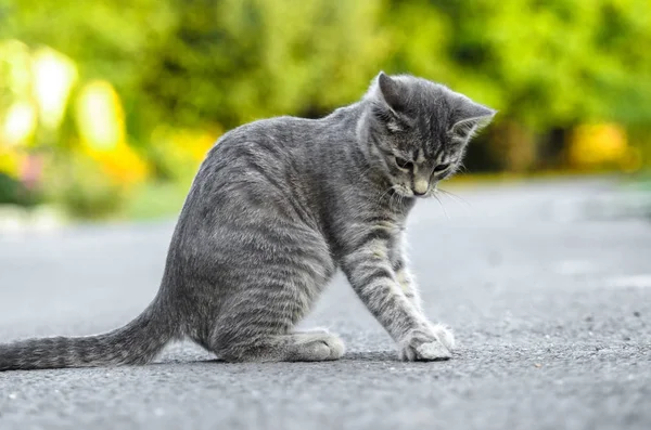 고양이 움직임에 고양이 — 스톡 사진