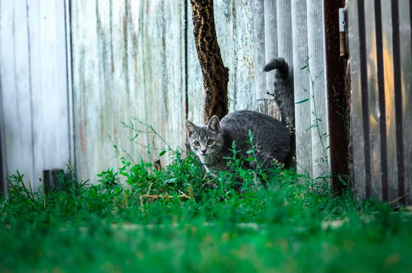 Jeu Drôle Chaton Gris Tabby Près Cour Chaton Mouvement — Photo