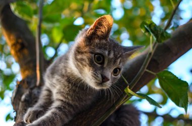 Gün batımı akşamı bir ağaç üzerinde küçük gri tekir kedi yavrusu