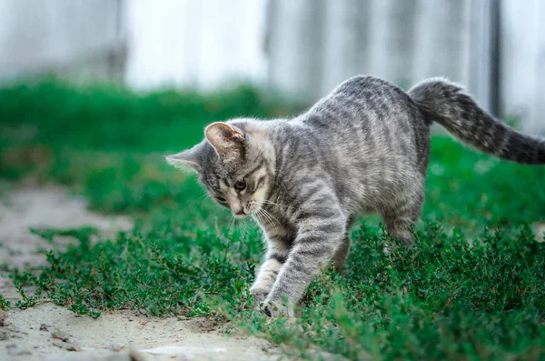 Funny Spelar Tabby Grå Kattunge Nära Gården Kattunge Rörelse — Stockfoto