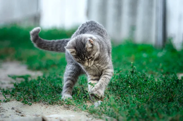 庭の近くでタブビーグレーの子猫を再生面白い 動いている子猫 — ストック写真
