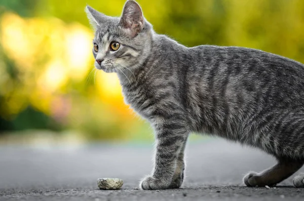 Nyári Portré Egy Szürke Cirby Cica Gyönyörű Bokeh — Stock Fotó