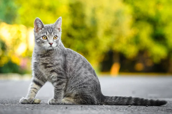 Καλοκαίρι Πορτρέτο Ενός Γκρίζου Γατάκι Γάτες Και Όμορφη Bokeh — Φωτογραφία Αρχείου