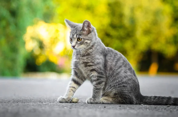 Portrait Été Chaton Gris Tabby Avec Beaux Bokeh — Photo