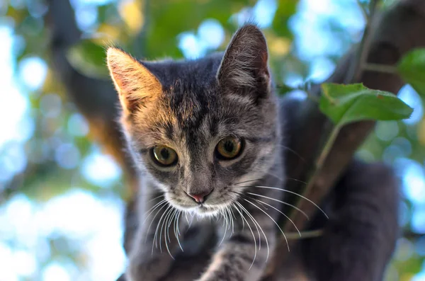 Sedikit Abu Abu Kucing Tabby Pohon Saat Matahari Terbenam — Stok Foto