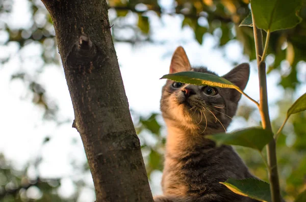 저녁에 나무에 고양이 — 스톡 사진