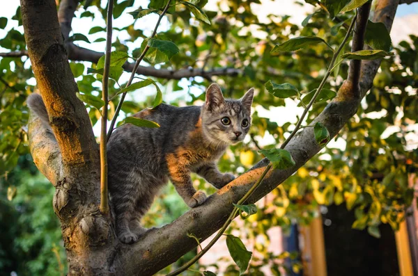 日没の夕方に木の上に小さな灰色のタブビー子猫 — ストック写真